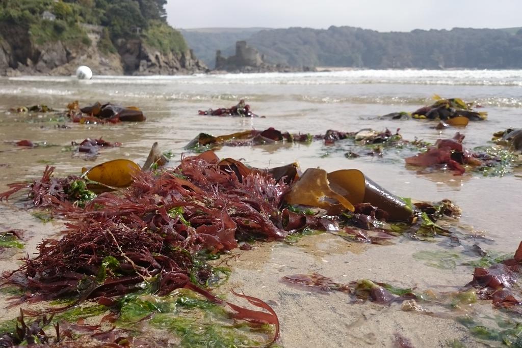 Jackapod's tweet image. Site visit for the #Mbabioblitz, looking amazing, can't wait! @thembauk @Buzz_dont_tweet @SouthDevonAONB @AmbiosLtd