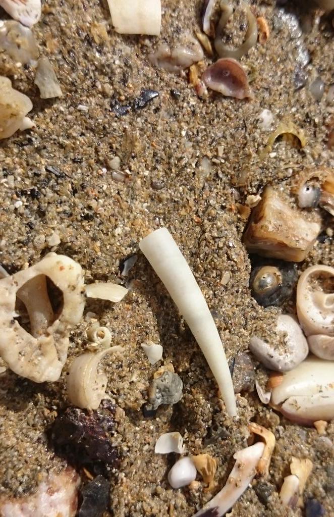 Jackapod's tweet image. Site visit for the #Mbabioblitz, looking amazing, can't wait! @thembauk @Buzz_dont_tweet @SouthDevonAONB @AmbiosLtd