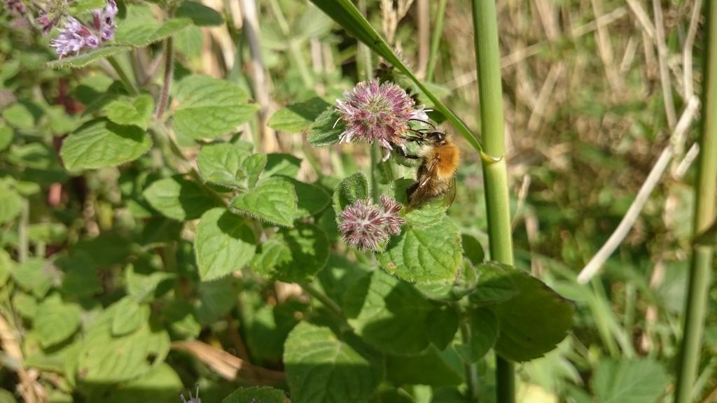 Jackapod's tweet image. Site visit for the #Mbabioblitz, looking amazing, can't wait! @thembauk @Buzz_dont_tweet @SouthDevonAONB @AmbiosLtd