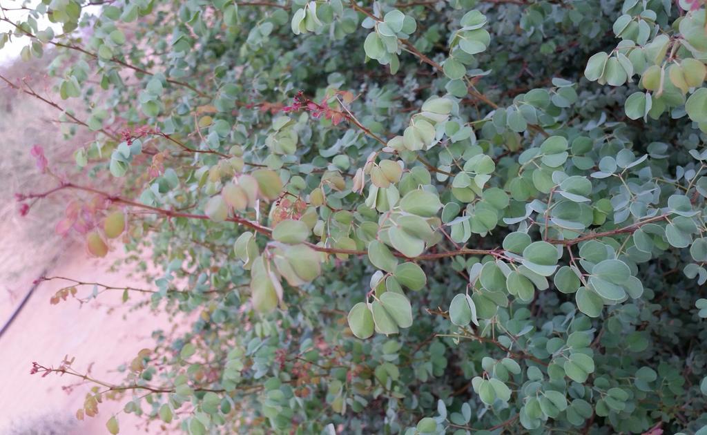 إبراهيم دخيل الدخيل On Twitter صورة من المحمية الظبيان الكتر Acacia Mellifera من الأشجار المحلية المزروعة في المحمية Http T Co Ibf6fwvnxp