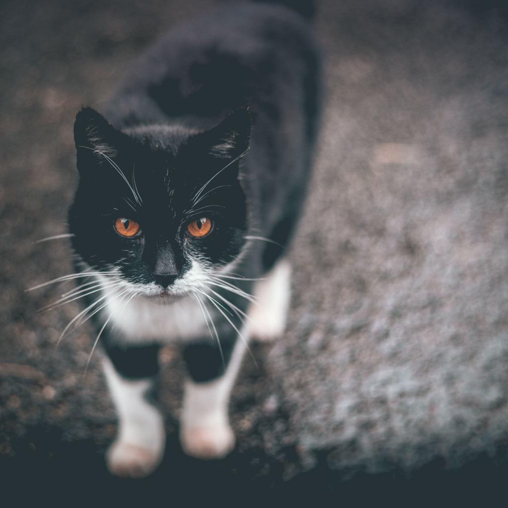 warrenjeezy's tweet image. Found this cat with beautiful Amber eyes outside a Dutch cheese farm #Amsterdam
