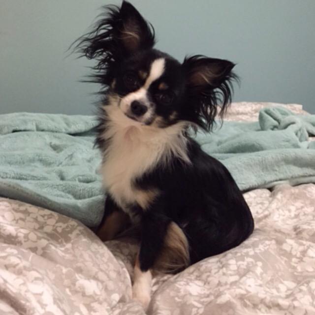 YummyHound's tweet photo. How cute is Cooper the Chihuahua, new to Urban Paws growing list of #DogModels &amp; #DogActors #AnimalActorsAgency 🐾🐶 http://t.co/CmWPgySm0d