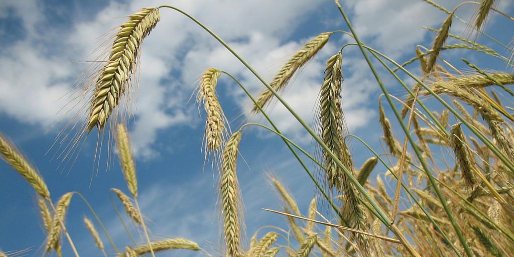 The evolution of the large, hexaploid wheat genome, full article: buff.ly/1NrDXg5
