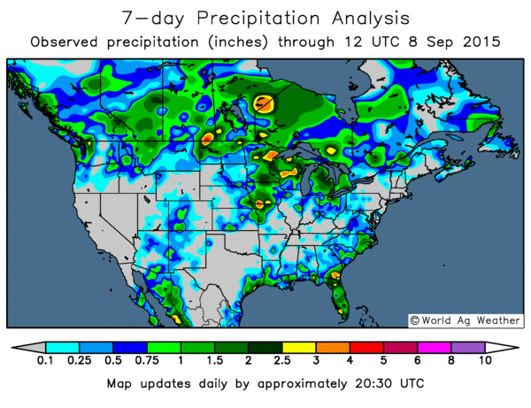 Outlook for #malting #barley in #Canada rapidly turning sour as rain continues to fall on the remaining crop.