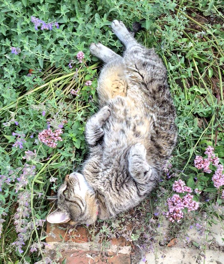 CoramCottage's tweet image. Evie, sunbathing in the nepeta (cat mint) border