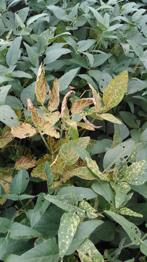 Sudden death syndrome, found in SW Missouri. Conditions are right to see more in the next couple of weeks #croptrak