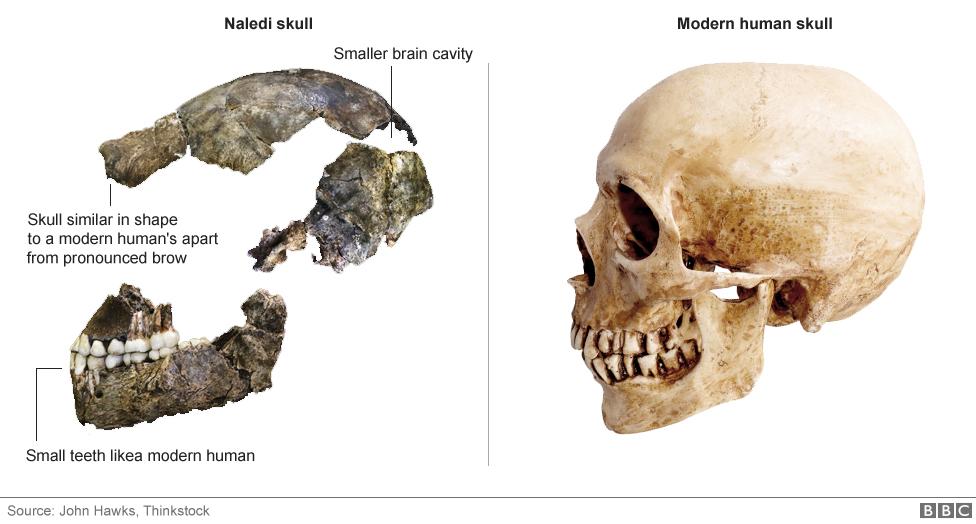 BBCWorld's tweet photo. How we compare with #HomoNaledi, the newest member of the family http://t.co/MFOvdK81NZ http://t.co/9HeqFBEpXo