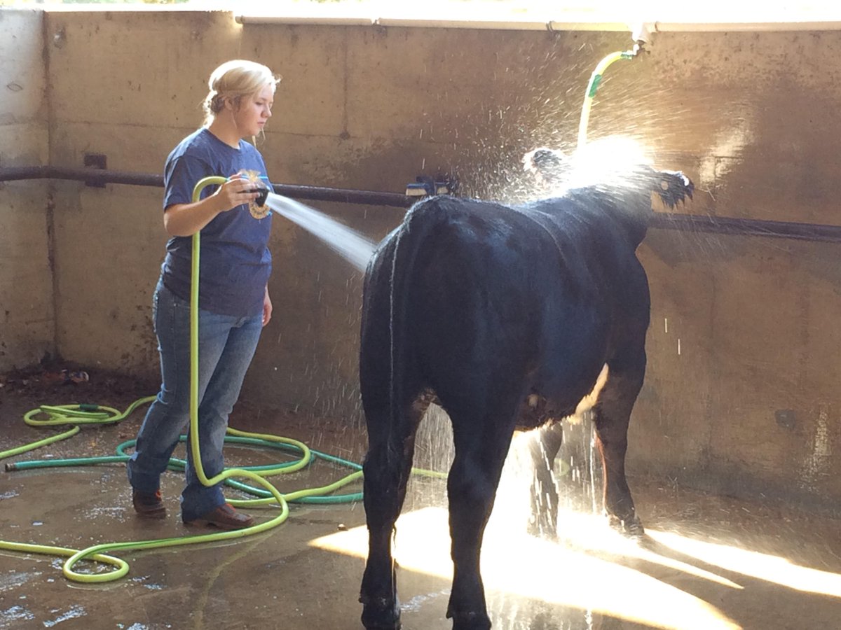 valliantffa's tweet photo. McCurtain County Cattle Show today at 1!
#VFFA http://t.co/MUGlVm4alj