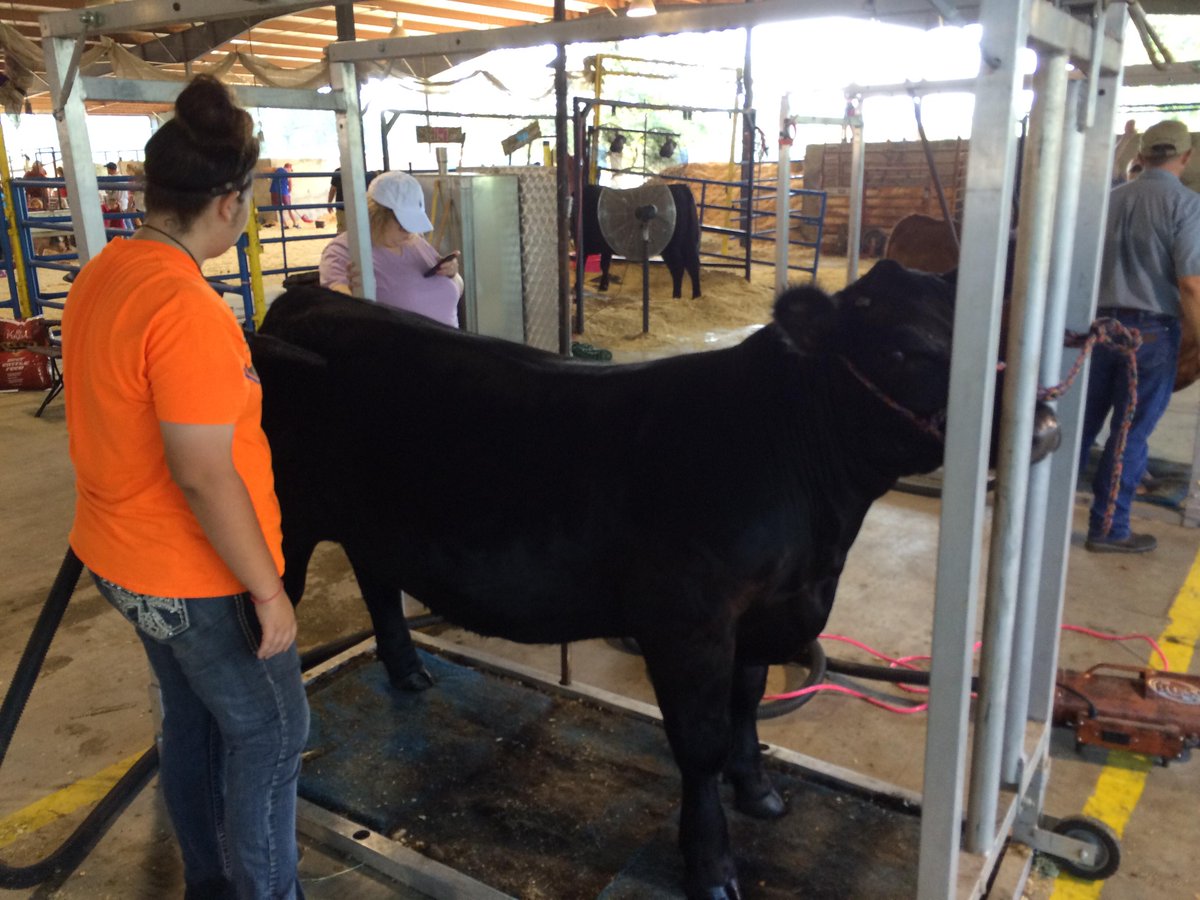 valliantffa's tweet photo. McCurtain County Cattle Show today at 1!
#VFFA http://t.co/MUGlVm4alj