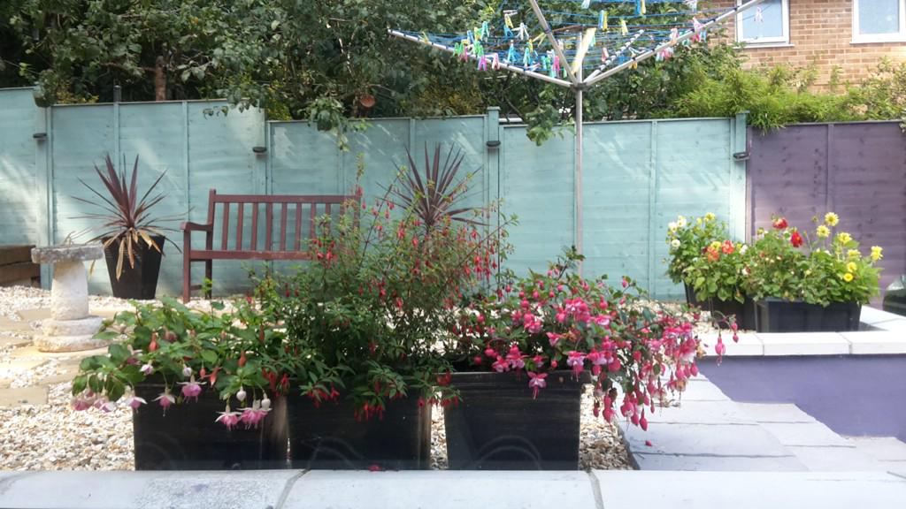 LockZat's tweet image. Could get use to this working from home malarkey,loving the clothesempegus tree #knowyourplants