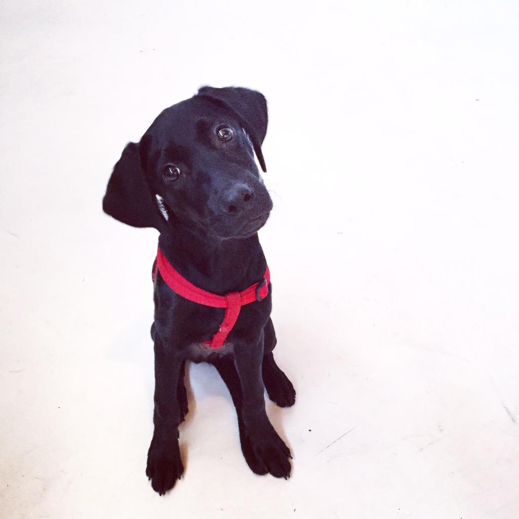 secretpenguin's tweet image. Visiting Willow &amp;amp; @EdisonCreative to check out the preliminary animations for @flagshipcommons. 

#FlagshipCommons