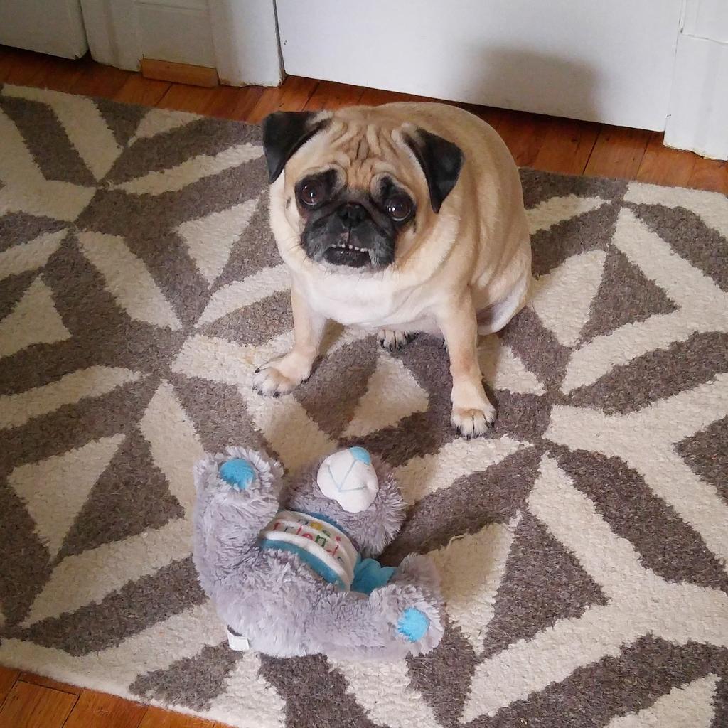 funaek's tweet photo. A slew of conference calls are about to begin. But I'd rather be playing! #stupidlawyering #pugteeth http://t.co/Ub1XTZB49E