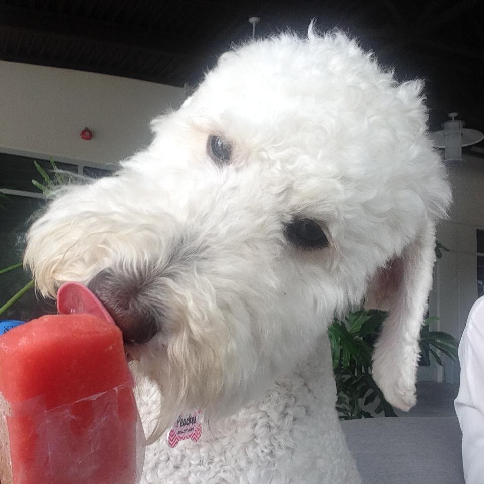 #kingofpops Thursday! Peaches loves her treats! <a href="/kingofpopsCHS/">King of Pops - CHS</a> #winningwithculture