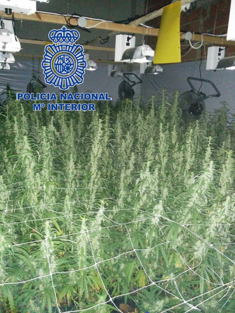 El amor por la "botánica" puede acabar muy MAL. Tenía 1200 plantas d marihuana en chalé d Elche para enviar a Holanda