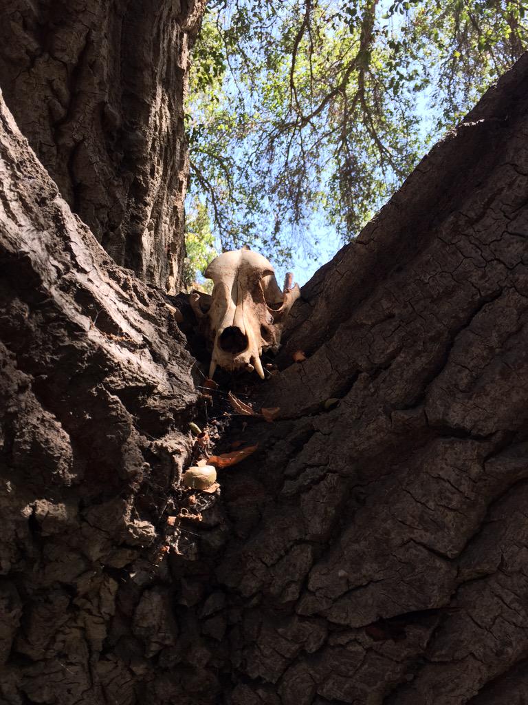 Fonse03's tweet image. Ruff