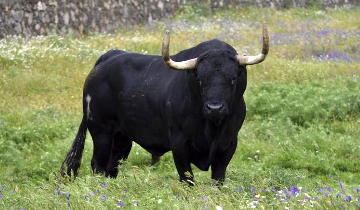 MiguelMorenatti's tweet photo. Se llama "Rompesuelas" en 5 días una banda de catetos lo torturará y asesinará por su INcultura. #NoAlToroDeLaVega http://t.co/DJi7vTFmvl