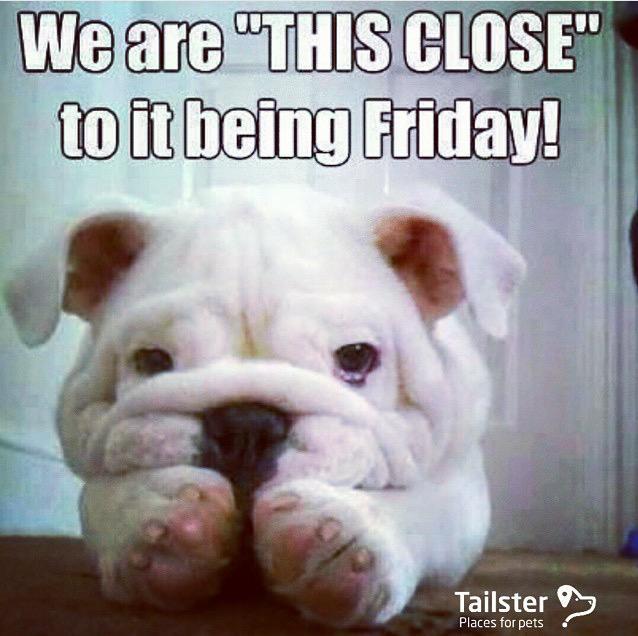 atasteofme's tweet image. Dogs always tell you like it is! #lovedogs #dogsofjoy via @Tailstercom