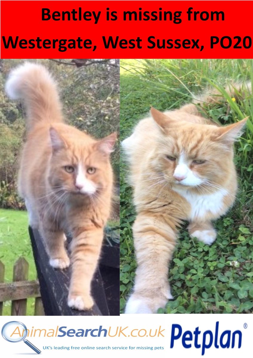 AnimalSearchUK's tweet image. PLZ RT @sussex_police #missingcat #westergate #sussex #PO20 #findbentley
animalsearchuk.co.uk/find-lost-pets… …