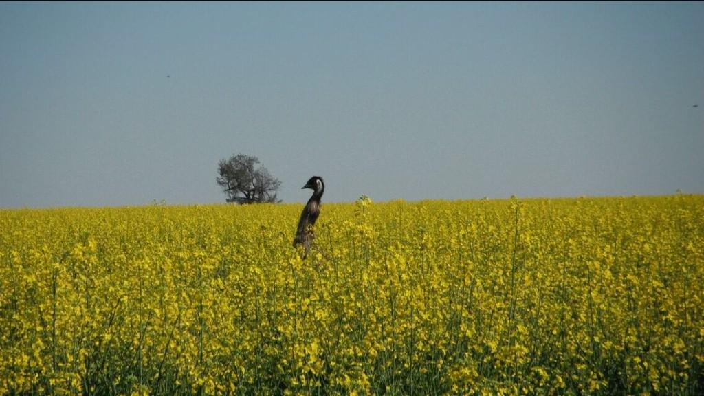 Penagcon's tweet image. Peak a poo! #paddockpride!