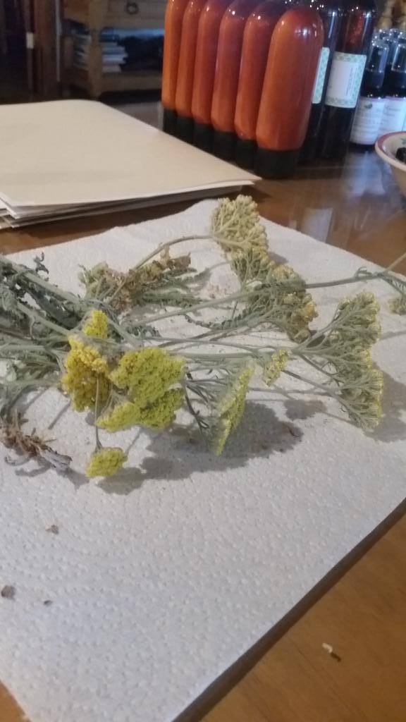 SMEssential's tweet photo. Finding wild Yarrow makes me happy.  #handmade #naturalbeauty #skincare #SME #infusedoils #earthdayeveryday #nature http://t.co/0IoiWeRXF0