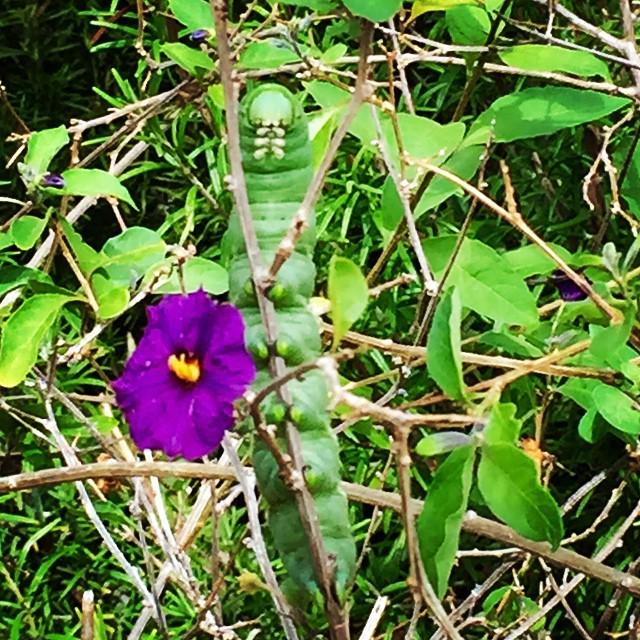Via HAPPY 80TH BIRTHDAY, Mary Oliver!!
Posting this picture of a caterpillar for Ms. Oliver, who 