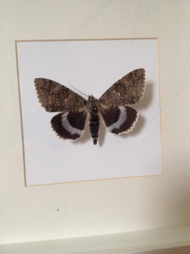 lizardschwartz's tweet image. #notpinnedhonest #stringit