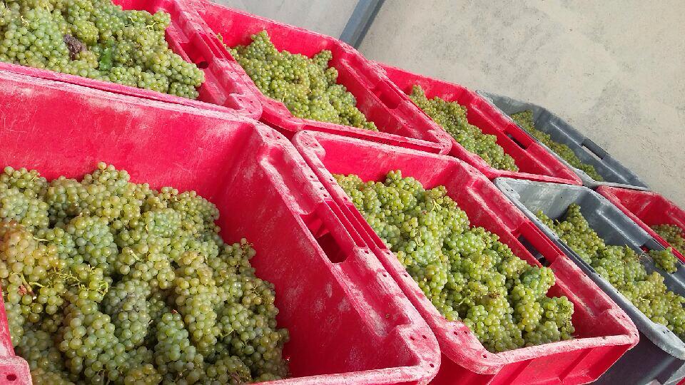 #vendanges2015 #parcelletilleul #goodjobJacky