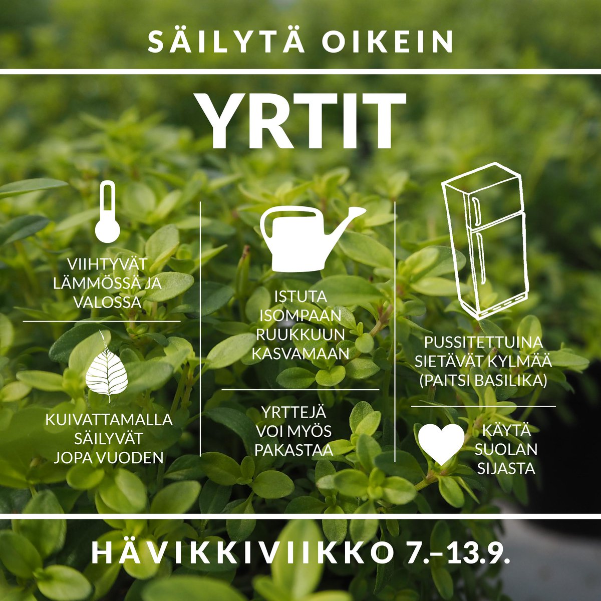 #Hävikkiviikko jatkuu vielä. Yrttienkin varalle on monia säilytyskikkoja, joiden avulla voit nauttia niistä pitkään.