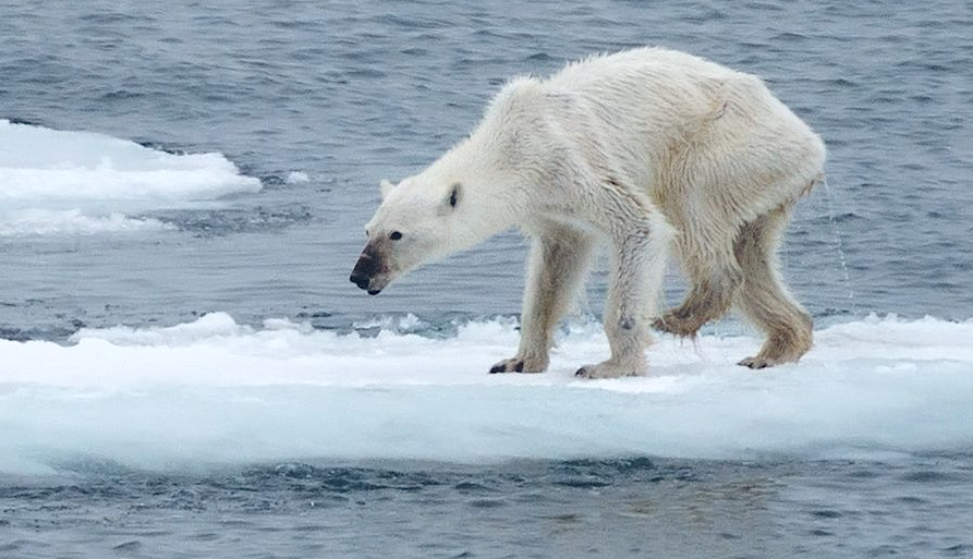 YZGeneration's tweet photo. Svalbard : « Il a fallu que je tombe sur cet ours polaire pour que je me réveille » http://t.co/EQxMYOLJbU http://t.co/x8bOe2bjla