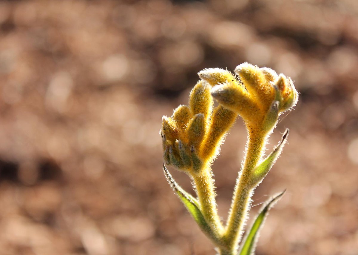 Here's a sneak peek at #Floriade 2015 #Canberra #spring #flowers ab.co/1O4TO4o via @jimtrail