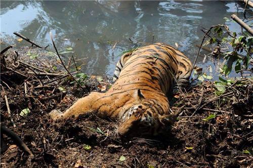 Disappearing animals. Вымирание дикой природы. Разрушение дикой природы. Уничтожение дикой природы. Исчезнувшие в дикой природе.