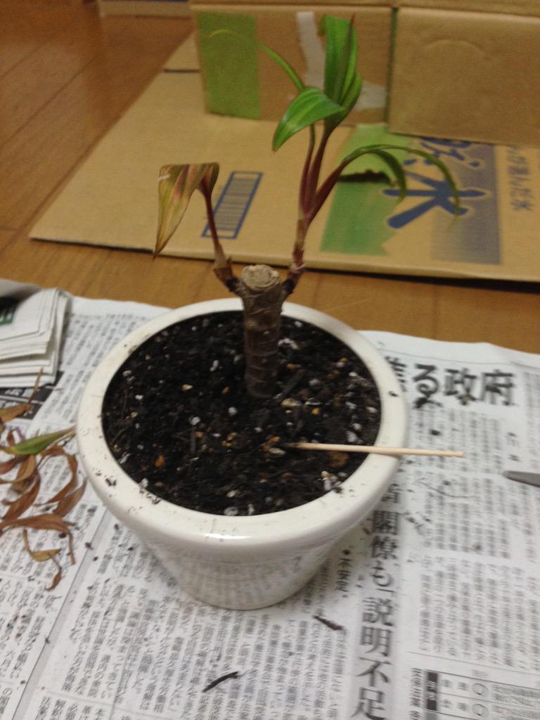 ジュト2号 観葉植物 No Twitter 元気のなかったコルジリネさんを分けて様子みることにしました 枯れた葉はカットして片方はそのまま植木で 片面はゼリーにしました 別の部屋の分けたコルジリネさんは元気なんだよね W Http T Co O9z2sopywl ジュト2号 観葉植物 No Twitter 元気のなかったコルジリネさんを分けて様子みることにしました 枯れた葉はカットして片方はそのまま植木で 片面はゼリーにしました 別の部屋の分けたコルジリネさんは元気なんだよね W Http T Co O9z2sopywl