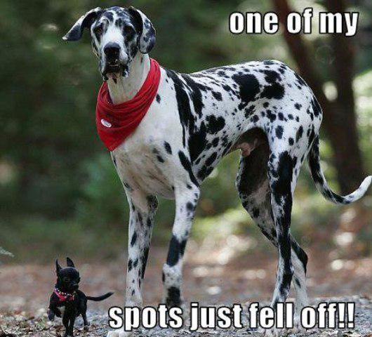 doggyfence's tweet photo. “Give us your love – by Like/Share/Comment !" http://t.co/QebPoXIOF3