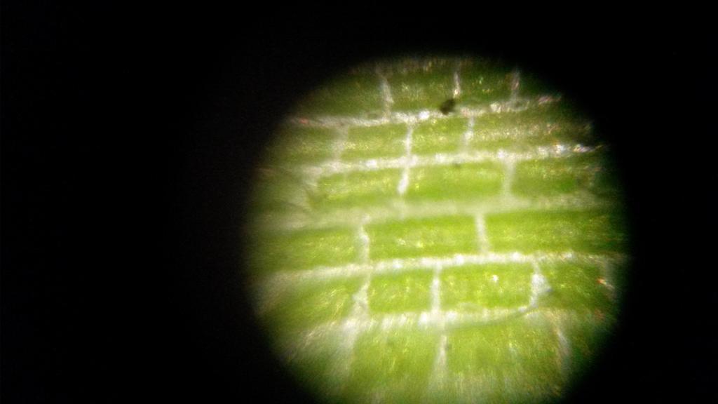 CGFloriane's tweet photo. #commonweek #foldscape #microscope @licencefdv http://t.co/HHAyYbmGCN