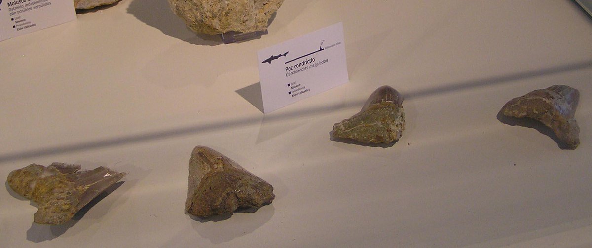 mupe_elche's tweet image. Hoy os dejamos estos impresionante dientes de #Carcharoclesmegalodon, #tiburón, procedentes de Elche. #fossilfriday