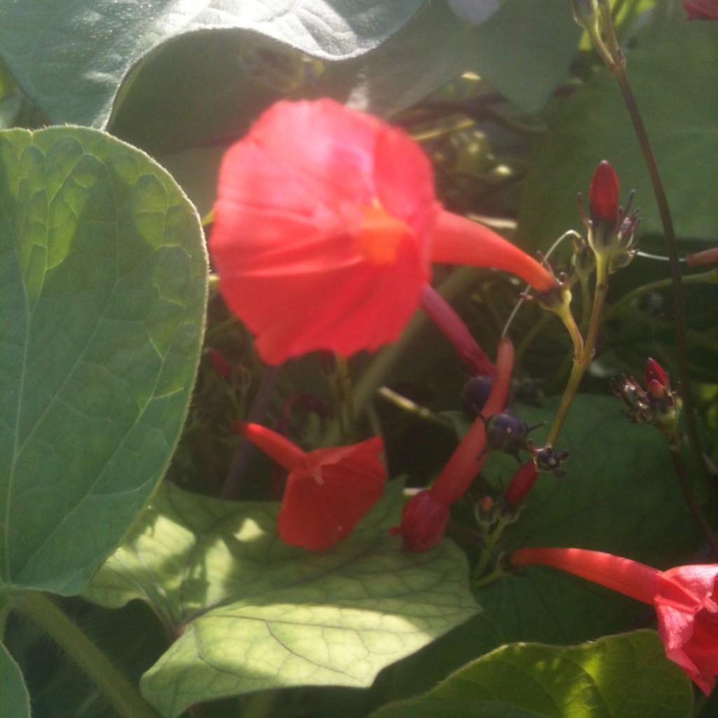 Ipomoea coccinela 'Aurantia'