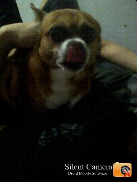 kes_patterson's tweet photo. My boyfriends dog looks like a scared piece of bread, I love him http://t.co/xsbRktwuj6