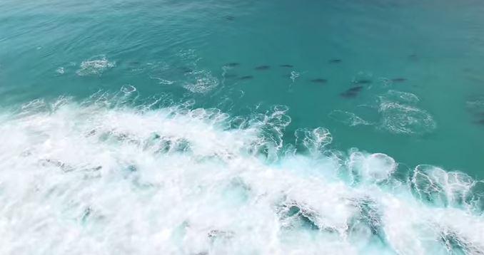 MetroUK's tweet photo. This drone video of dolphins swimming is quite mesmerising... http://t.co/QRvKAR9wCV http://t.co/DBnSFtLws5