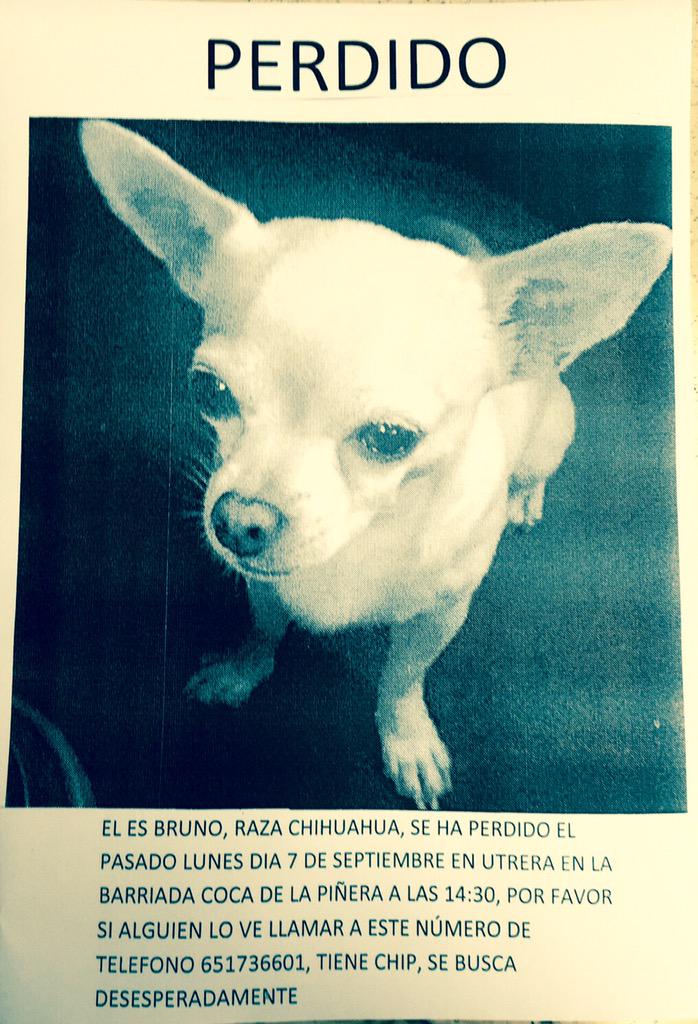 RT. Amig@s se ha PERDIDO mi amigo Bruno en #Utrera (Sevilla).. Si tienes alguna info contacta. Gracias. <a href="/UTRERAWeb/">UTRERAWeb Noticias Utrera</a>