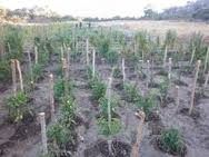 GREENVISIONZIM's tweet photo. @Food_Hubng ORGANIC FARMING IN MUTOKO, ZIMBABWE http://t.co/2i6lKWInap
