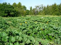 GREENVISIONZIM's tweet photo. @Food_Hubng ORGANIC FARMING IN MUTOKO, ZIMBABWE http://t.co/2i6lKWInap