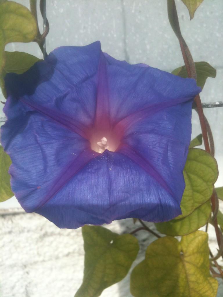 Ipomoea Indica 'véronique Lalot'
