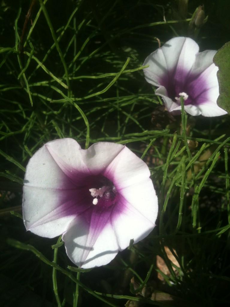 Ipomoea batatas 'purple'