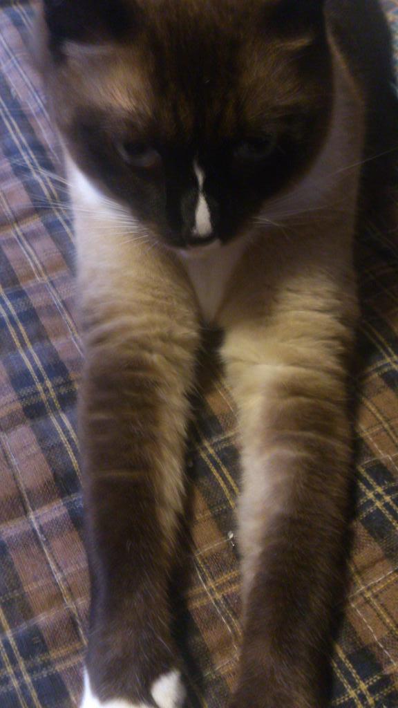 mashaeri111676 tweet picture