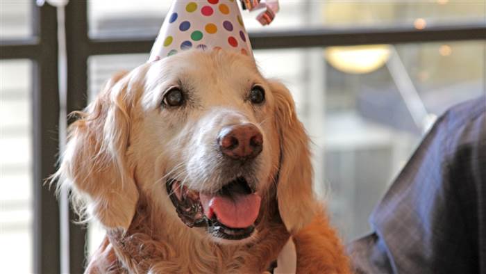 TODAYshow's tweet photo. Last known surviving 9/11 search dog from Ground Zero enjoys 'Sweet 16' bash: http://t.co/MF9EqjOp3r #NeverForget http://t.co/kBvI42nFNE