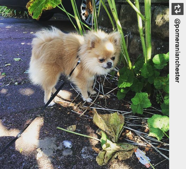 IngloriousDogs's tweet photo. #MrChester on his walkies 🐾 #pomeranian #pom #puppylove #ingloriousdogs http://t.co/qeXLJylQji