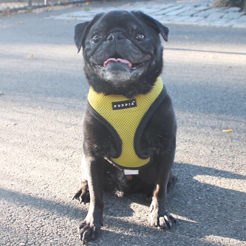 Hamilton Pug tweet media
