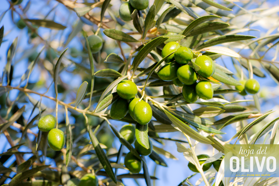 HojadelOlivo's tweet photo. Aspecto lozano de las aceitunas de #HojadelOlivo #AceitedeOliva #VirgenExtra #AOVE #EVOO #ExtraVirgin #OliveOil http://t.co/n6bGponHdh