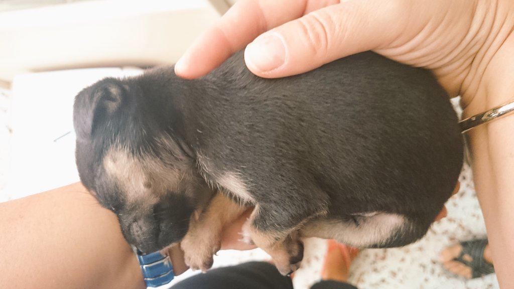 DogsRescueC's tweet photo. Esta pequeña la abandonaron ayer en un cubo en el campo. Es una bebé de tamaño pequeño. ¿Quieres adoptarla? RT please http://t.co/uVVo8ZAKY7