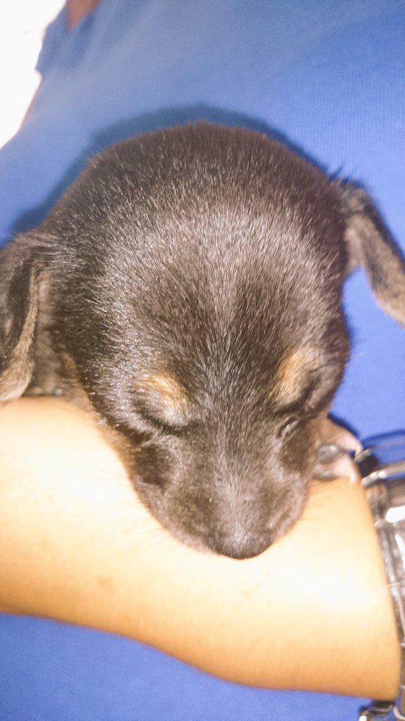 DogsRescueC's tweet photo. Esta pequeña la abandonaron ayer en un cubo en el campo. Es una bebé de tamaño pequeño. ¿Quieres adoptarla? RT please http://t.co/uVVo8ZAKY7